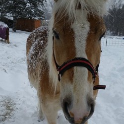 My pony decided to rip his blanket and therefore went without one last night. His new nickname is Mr. Icicle #horse #horsesofinstagram #winter