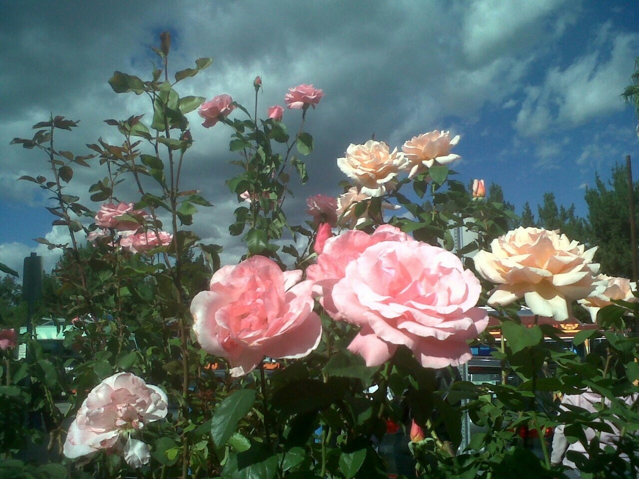 Sitting in an English Garden Waiting For The Sun.