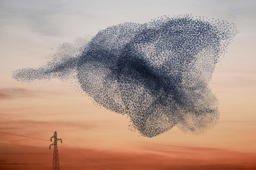 taktophoto:  Stunning Photos of Starling Murmurations that Aren’t 