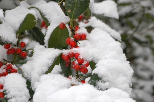 thetwilightgarden:berries and snow by Molly Deanwww.mollydean.com/TwilightGarden.html