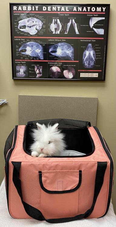 Lavender’s First Vet Visit (only had to drive an hour away)