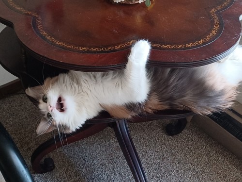 I Need To See Your Cat, Please Show Me The Creechure Who Inspired Your Cat Drawings