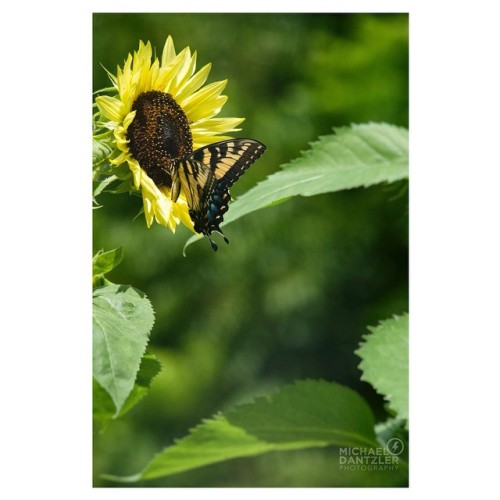 dantzlerphoto:Good morning, here’s a few reasons to plant Sunflowers.-They cannot almost tolerate an