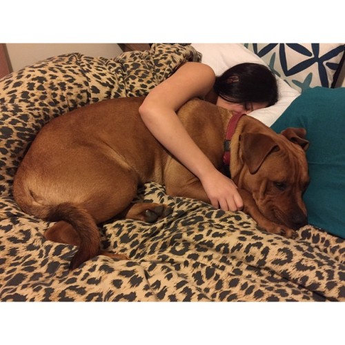I think we need a bigger bed, he’s not even 1 yet 😂😂 @missameliajane @axel_amstaffx  #dogsofmelbourne #dogsofinstagram #melbourne #melbournedogs #pitbullsofinstagram #pitbull #pitbullx #dogsofinstagram #dogsofmelbourne #melbournedogs #puppy