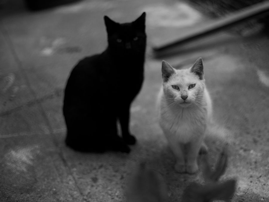 Black Cat, White Cat, Black and White
Two friends I made in Sunset Park.