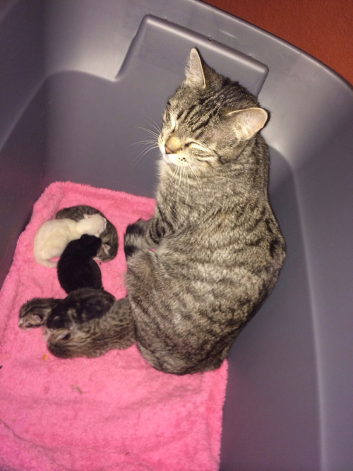 awwww-cute:Fresh Kittens and one tired mom