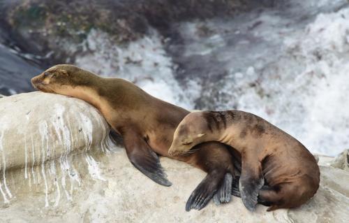 On my trip to San Diego, California I stumbled upon these amazingly cute sea lions at La Jolla Cove 