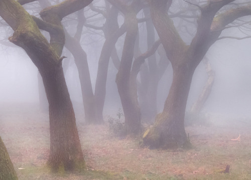 Misty by matt lethbridge on Flickr.