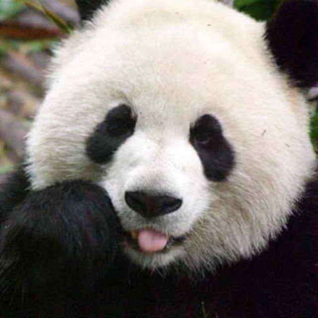 Cutest tongue-out #panda #cute #instagood #likeforlike #pandabear #asians #likes