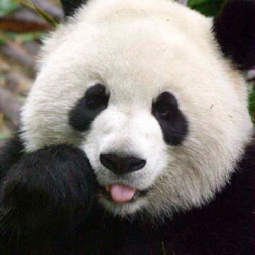 Porn photo Cutest tongue-out #panda #cute #instagood