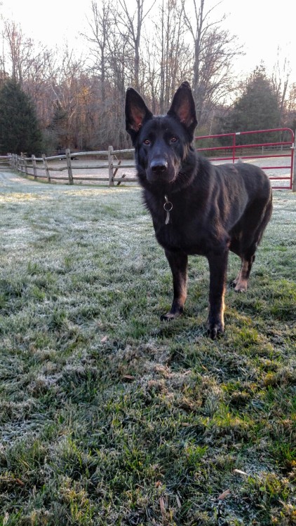 shepherd-tails:  shepherd-tails:  shepherd-tails:  handsomedogs:  Handsomedogs’ Photography Contest IXRound 2  If you’re just joining us and are confused as to what ‘Round 2″ means.. This contest received over 300 entries, and narrowing them