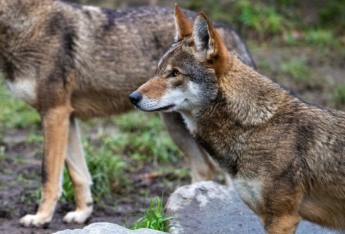 falseredstart: The red wolf is now functionally extinct in the wild. On April 24, 2018, the US Fish 