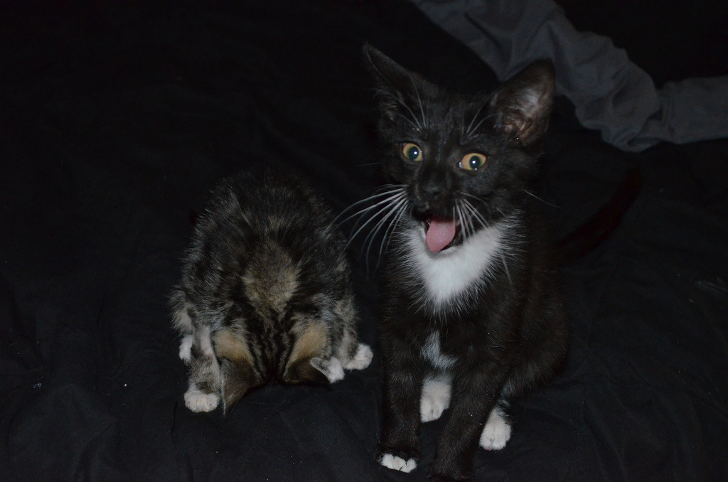 derpycats:  Charlotte and Owen failed their audition to perform YMCA.
