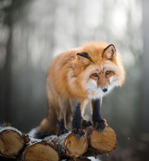 beautiful-wildlife:Fox by © Iza Lyson