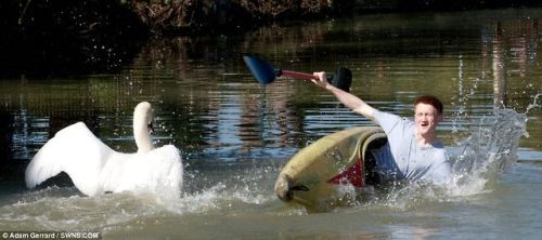 kim-kanye-baby:  unexplained-events:  Tyson the Swan Tyson will attack you if you come within a two-mile stretch of the Grand Union Canal in Bugbrooke, Northamptonshire. Joe Davies learned this the hard way and capsized. SOURCE  U kno he dead