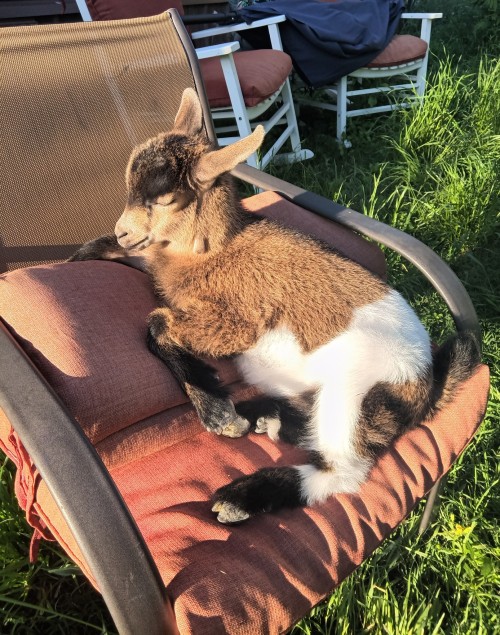 My BB House Goat Neli Kits (was Abandoned By Mother) And The Queen Of The House Tawny The Cat And The
