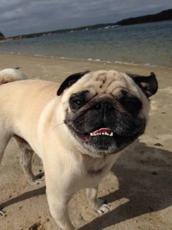 cutepugpics:  It’s a beach day for puggie! 