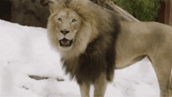 sdzoo:  Big cat snow day: part 2. Watch the