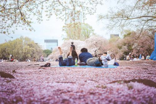 iesuuyr:Shinjuku Gyoen Garden during Sakura Seasonby Robert M