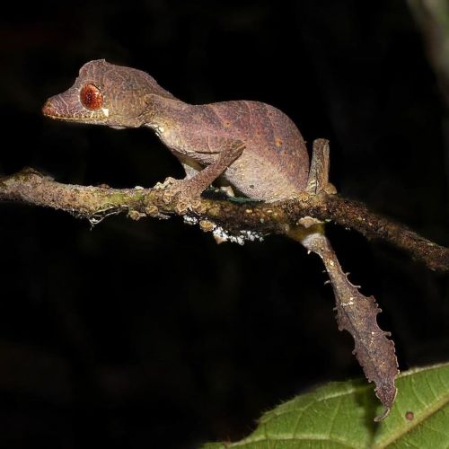 Get to know the satanic leaf-tailed gecko (Uroplatus phantasticus). This nocturnal resident of Madag
