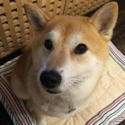 unihalo:  Okay let’s go out for nite walk😝#shiba#shibe#shibainu#shibainuuni#shibalovers#shibaoftheday#shibastagram#instashiba#lovepets#lovedogs#loveshiba#dog#doge#doglovers#uni#unistagram#dogstagram#instagood#love#tokyo#japan#happyface#柴犬#柴犬うに