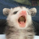 theemeraldpupwave - aaaaaa