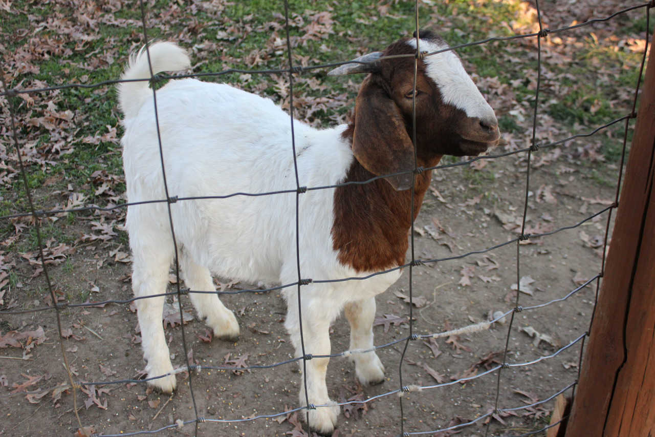 princess-peachpea:  Please help me to appreciate how cute this goat is 