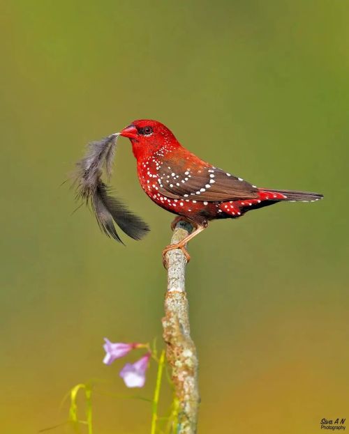 Photo by @sivaan.photography Red Avadavat Mysore, Karnataka It’s also called the red munia or 