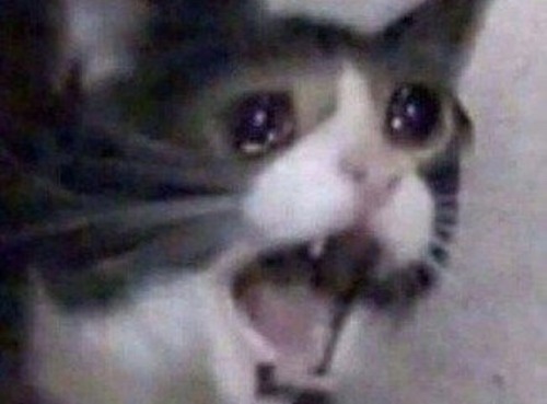cat crying with mouth open meme