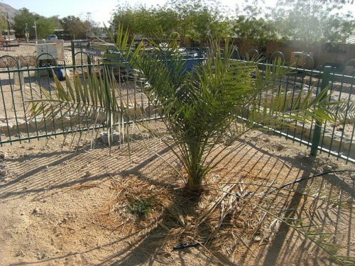 A once-extinct tree grows again! The Judean Date Palm was made extinct by the year 500 AD, thanks to