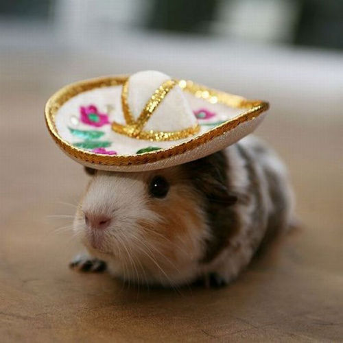 animal-factbook:  It is a little known scientific fact that the guinea pig feels more confident when wearing decorative headwear. Many studies suggest that the sombrero is the most favored option. 