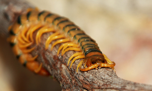 Scolopendra cingulata by Helder ConceiÃ§Ã£o on Flickr.Scolopendra cingulata