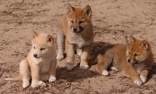 tangledwing:Dingo (Canis lupus dingo)Despite being crucial to its ecosystem, the dingo, a wild dog, 