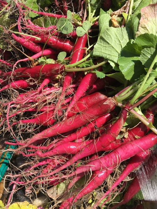 Harvesting parsley and radishes with Marcie from Ruby’s place. Always a great help here at Geo