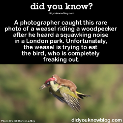 Cartoon-Lovee:  Did-You-Kno:spoiler: The Woodpecker Got Away, And The Photo Became