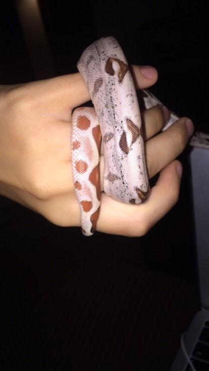 I bought this baby boy yesterday at the reptile show, I finally have a boa!