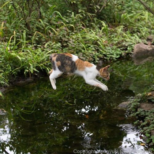 thecutestcatever: okirakuoki: 浮遊。 #cat #ねこwww.instagram.com/p/B00dc8klbkA/?igshid=n782l7xaui