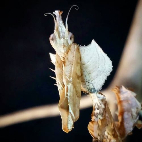 &ldquo;The Geoff&rdquo; Idolomantis diabolica (devil&rsquo;s flower mantis) nymph playing on a new s
