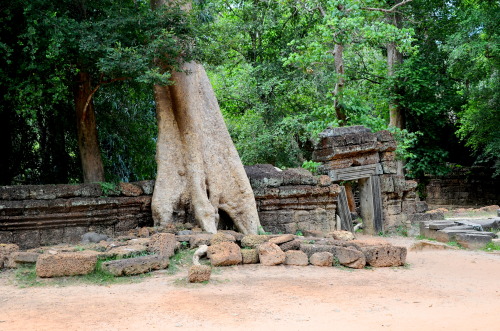 Ta Prohm - The Tomb Raider Temple - Angkor, Cambodia