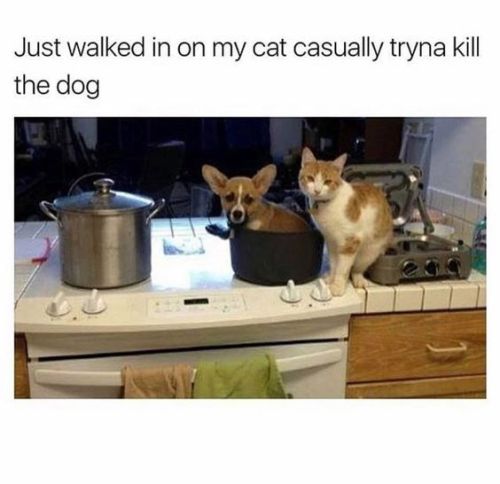 popularhumor: