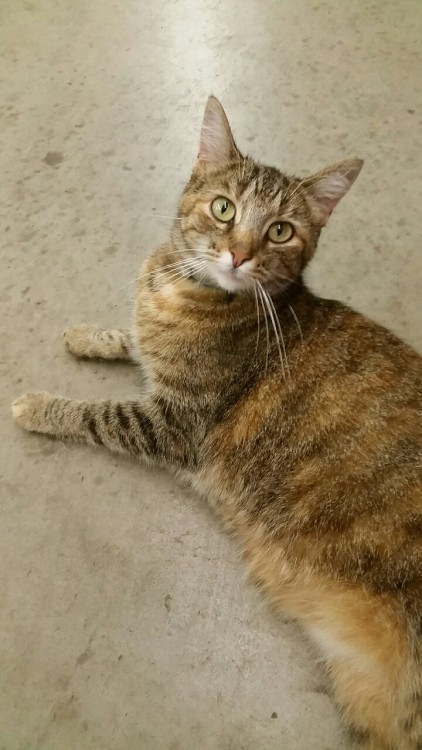 plantanarchy: It’s National Tabby Cat day apparently so… here’s my Whiskey Girl. 