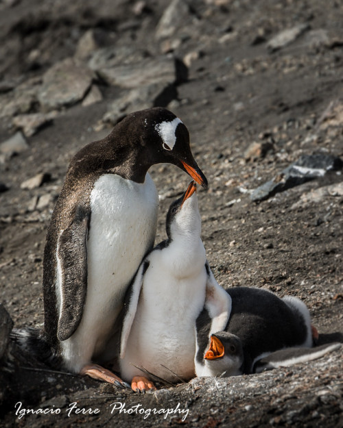  Pingüino juanito by Ignacio Ferre Pérez Via Flickr: _DSC0029_Lr 