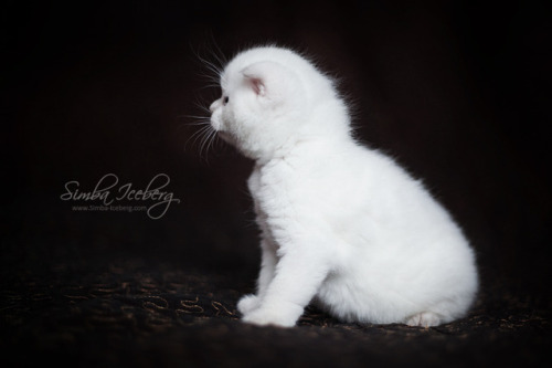 Simba Iceberg Handsome Thranduil ❤ Scottish Fold lilac point kitten is 31 days old (d.o.b. 25.03.201