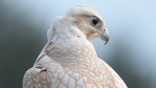 fuchsspur: Golden Saker Falcon Part 1 | Part 2 | Part 3 | Part 4