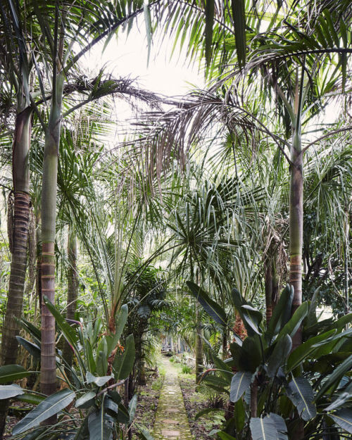 Tropical garden