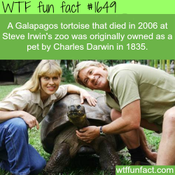 wtf-fun-factss:  Darwin’s tortoise died