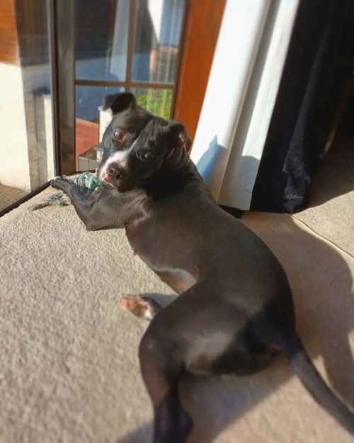 Expressive eyes #shroompuppy #shroomdog #pitbull #pitbullpuppy #puppy #dog #dogs #dogsofinstagram #p