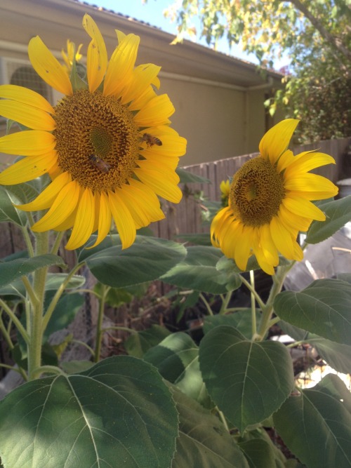 rosepout: what did I do to deserve two pure little bees in my flower patch?! too pure!!