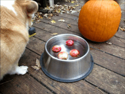 scampthecorgi:  It’s not a Halloween party without bobbing for apples!