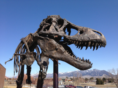 The Nation’s T. Rex This is a statue located outside the entrance to the Museum of the Rockies